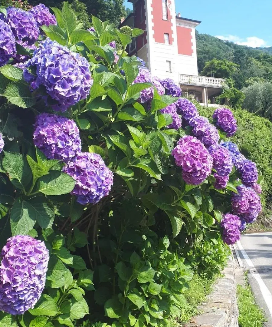 公寓 Pino Lago MaggioreCasa Roccia公寓